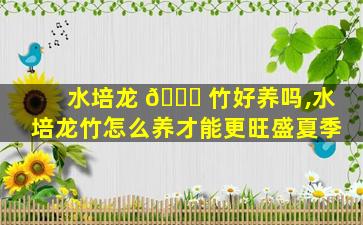 水培龙 🐝 竹好养吗,水培龙竹怎么养才能更旺盛夏季